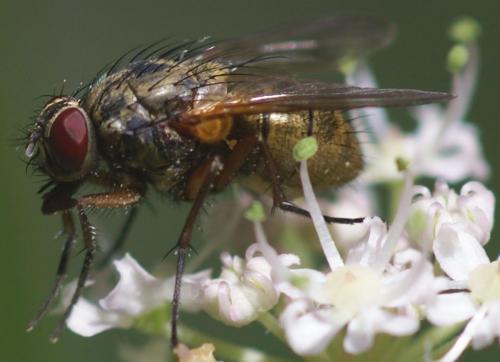 Phaonia angelicae
