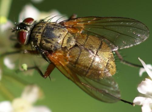 Phaonia angelicae