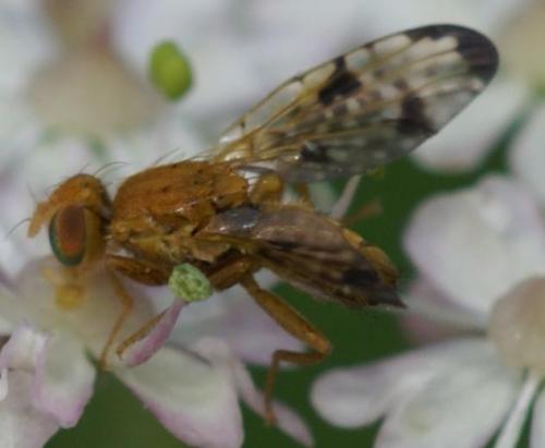 Réf. 23 047 : Xyphosia miliaria