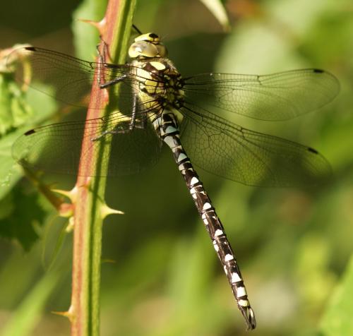 Aeshna cyanea
