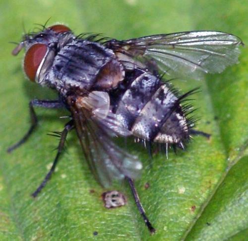 Carcelia lucorum