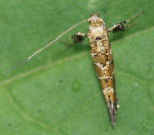 Réf. 23 287 : Gracillaria syringella