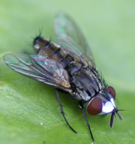 Metopia argyrocephala