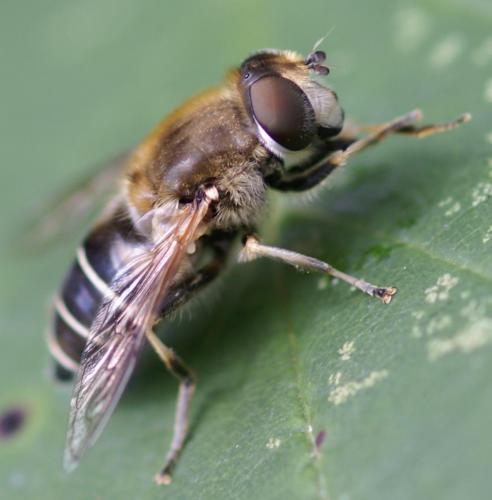Réf. 23 616 : Eristalis nemorum