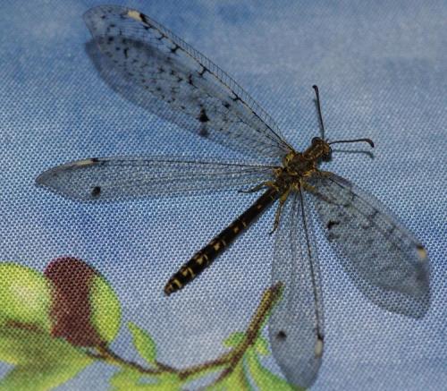Réf. 23 754 : Distoleon tetragrammicus