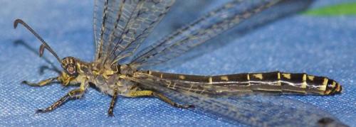 Distoleon tetragrammicus