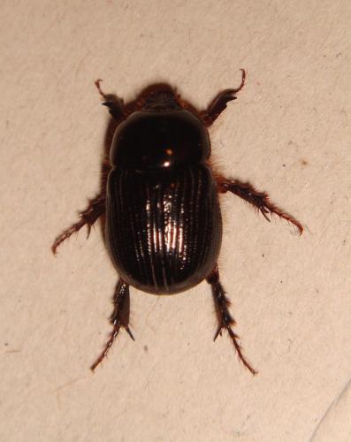 Réf. 23 963 : Adoryphorus sp.