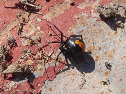 Latrodectus hasselti