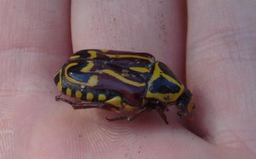 Eupoecila australasiae