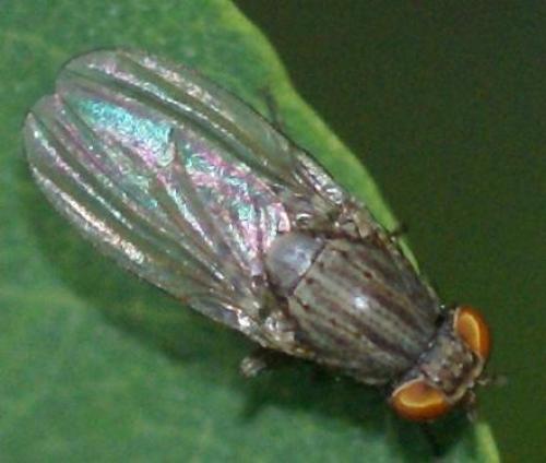 Réf. 23 357 : Minettia sp.