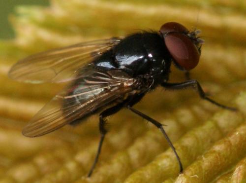Hydrotaea ignava