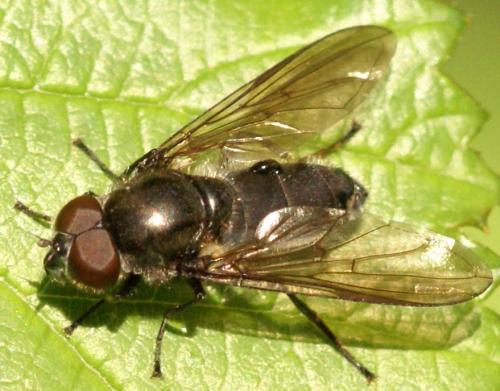 Réf. 23 201 : Cheilosia variabilis