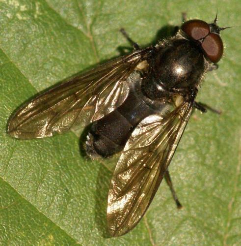 Cheilosia variabilis