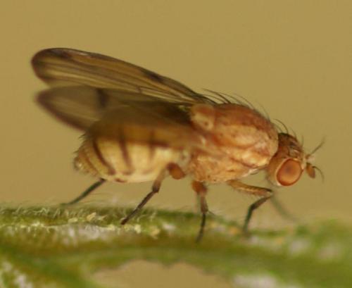 Minettia inusta
