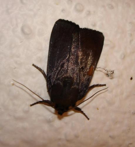 Réf. 23 317 : Amphipyra livida
