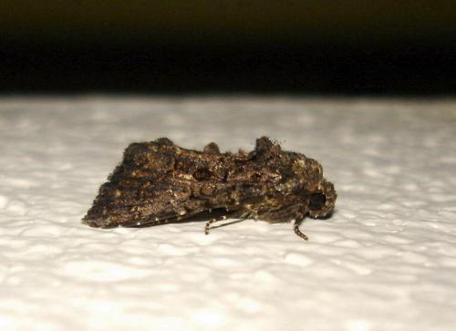 Aedia leucomelas
