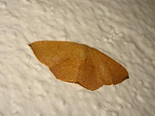 Cyclophora puppillaria