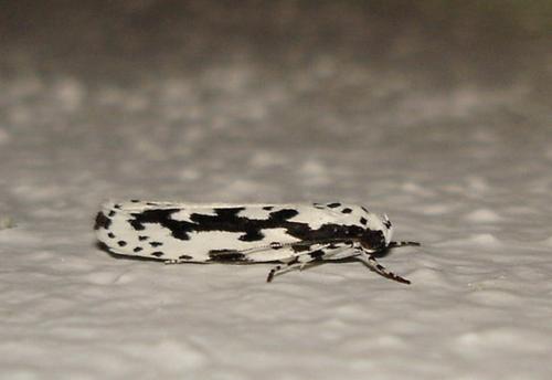 Ethmia pusiella