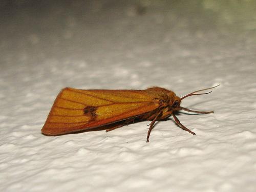 Diacrisia sannio