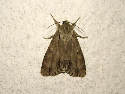 Réf. 23 777 : Acronicta sp.