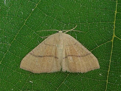 Réf. 23 744 : Cyclophora suppunctaria