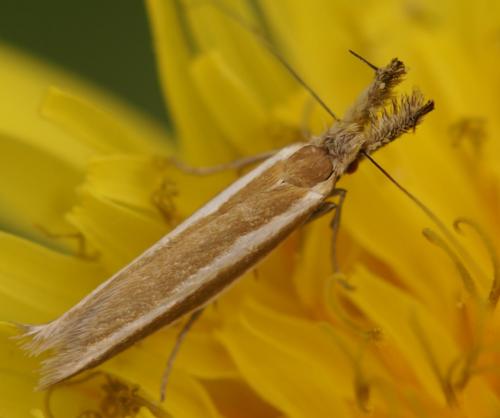 Réf. 23 517 : Pleurota aristella
