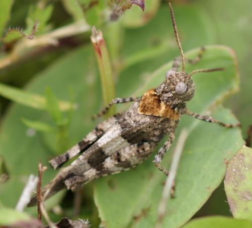Réf. 23 986 : Oedipoda caerulescens caerulescens