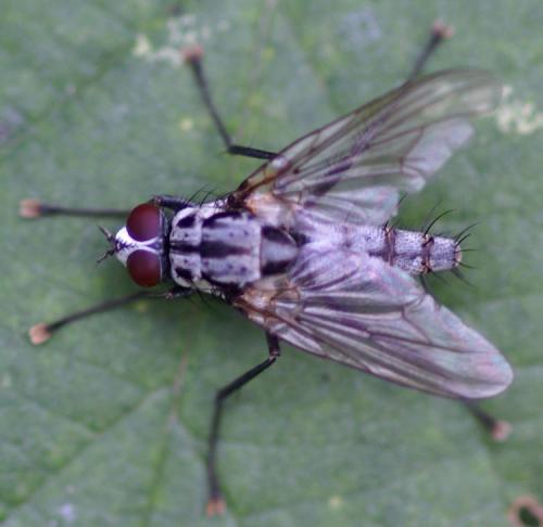Eustalomyia festiva