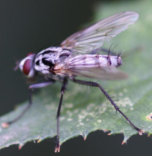 Eustalomyia festiva