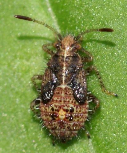 Réf. 23 040 : Rhopalus sp.