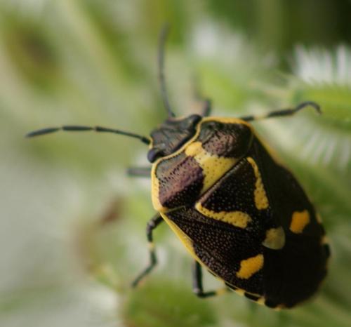 Eurydema oleracea