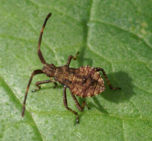 Réf. 23 036 : Coreus marginatus