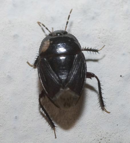Réf. 23 313 : Macroscytus brunneus