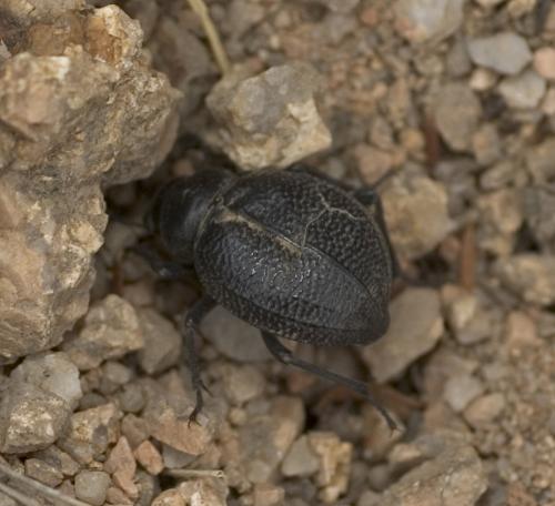 Pimelia sp.