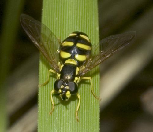 Chrysotoxum sp.