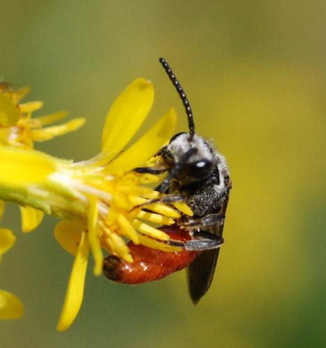 Réf. 23 867 : Sphecodes sp.