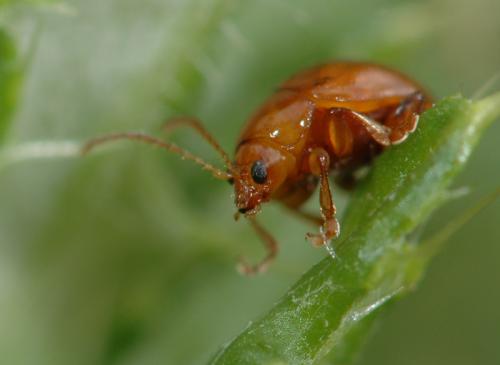 Réf. 23 008 : Sphaeroderma sp.