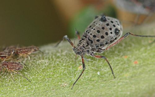 Réf. 23 011 : Tuberolachnus salignus