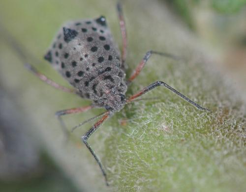 Réf. 23 019 : Tuberolachnus salignus