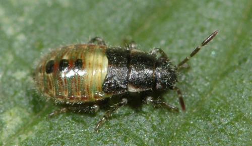Heterogaster urticae
