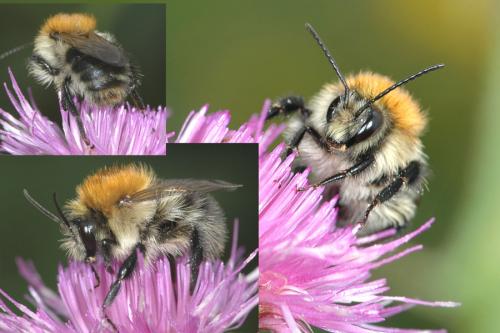 Bombus pascuorum