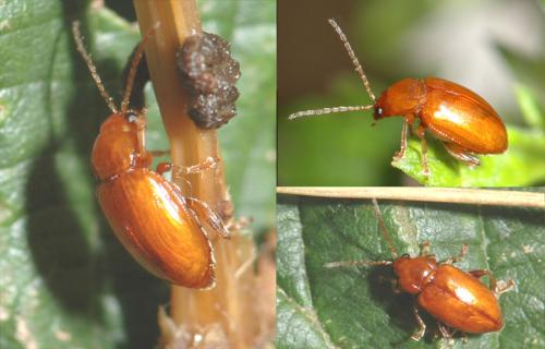 Réf. 23 455 : Neocrepidodera sp.