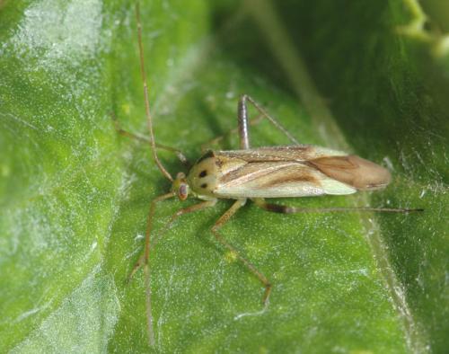 Réf. 23 427 : Adelphocoris quadripunctatus