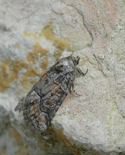 Réf. 23 509 : Bryophila ravula