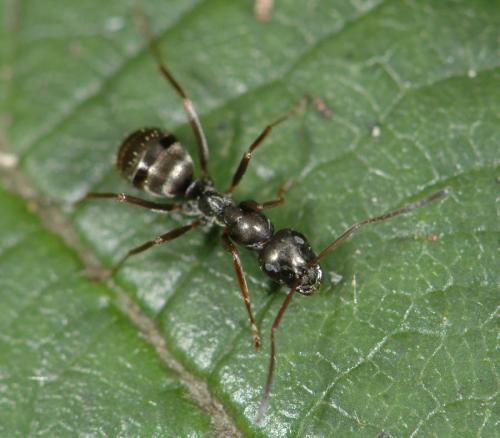 Réf. 23 424 : Formica sp.