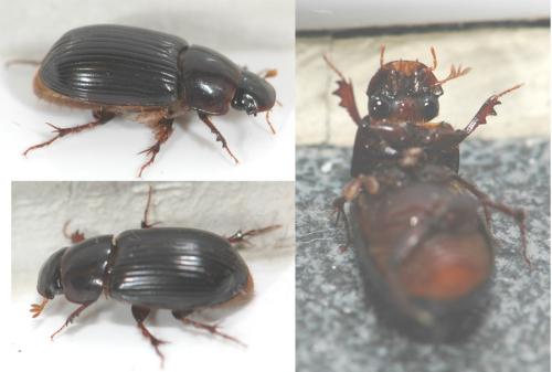 Réf. 23 485 : Acrossus rufipes