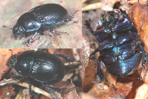 Anoplotrupes stercorosus
