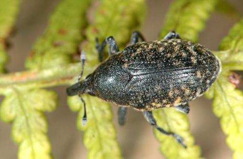 Réf. 23 584 : Larinus turbinatus