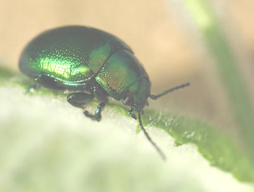 Chrysolina herbacea