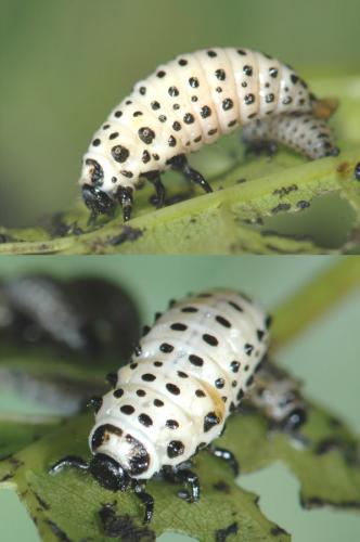 Réf. 23 627 : Chrysomela populi